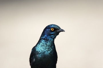 Glossy Starling