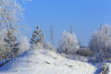 oaks in hoarfrost
