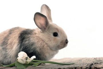 bunny rabbit