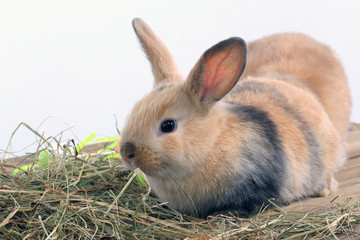 Fototapeta premium bunny rabbit