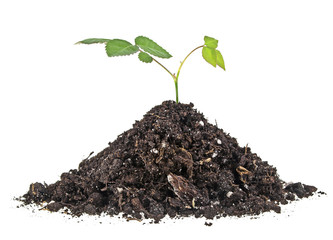 Young sprout of rose in soil humus on a white background