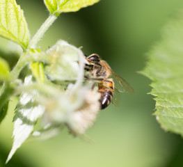 bee on flowers in nature. macro