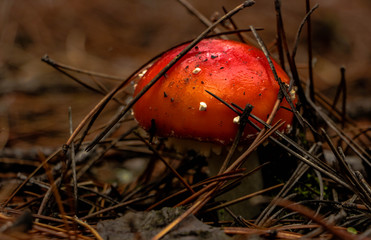 red amanita in the autumn forest
