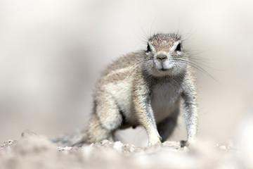 Fototapeta premium Ground squirrel