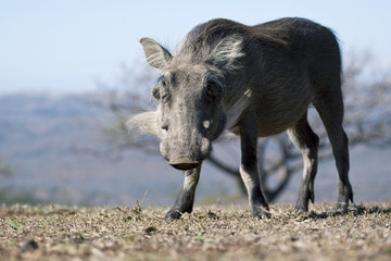 Fototapeta premium Wart Hog in Veld