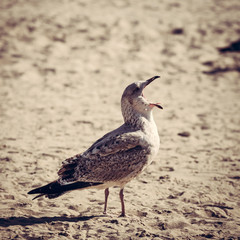 Gulls on the beach, Polish Baltic coast