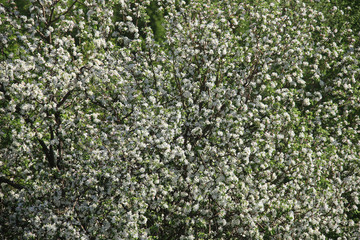 apple tree in bloom