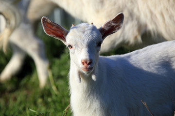 Fototapeta premium Goat with kids on a meadow