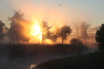 delightful dawn in oak