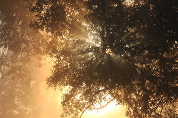 delightful dawn in oak