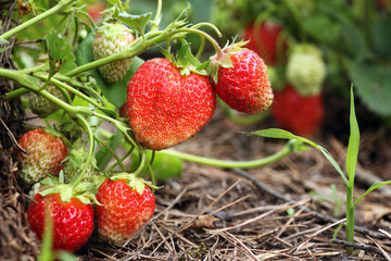 strawberry