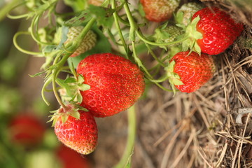 ripe strawberry
