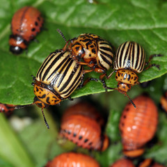 Colorado beetles and larvae