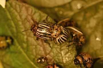 Colorado beetle instagram filter