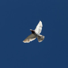 One pigeon in flight against a blue sky