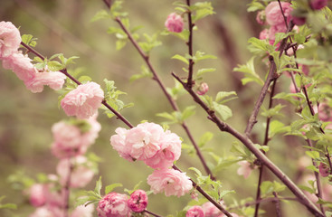 Floral background with blooming pink roses