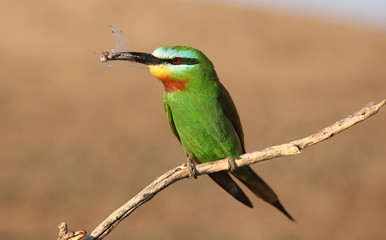 Blue-cheeked bee-eater