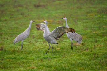 Sandhill Cranes in courtship dance on green meadow