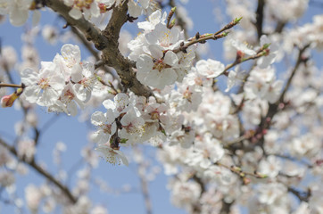 flowering spring tree