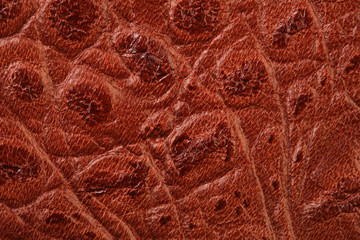 crocodile leather texture