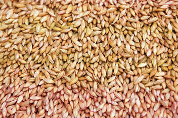 selected grain