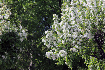 apple tree in bloom