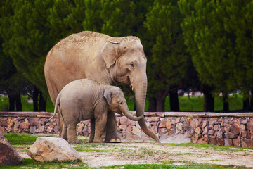 Mother and baby elephants