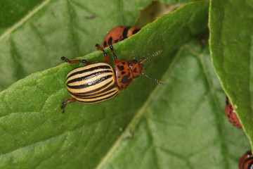 one colorado beetle