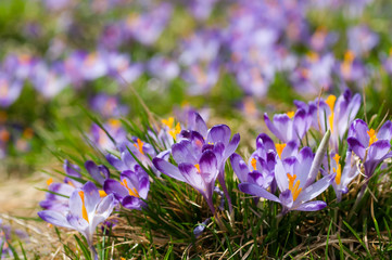 Purple crocuses on a meadow