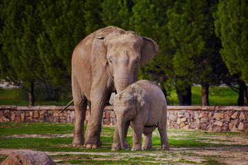 Fototapeta na wymiar Mother and baby elephants