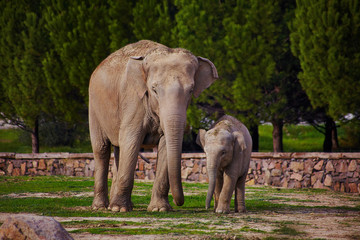 Mother and baby elephants