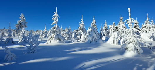 Fototapeta na wymiar Untouched Wild Winter Landscape, Spruce Tree Forest Covered by Snow, bright sunshine, blue sky