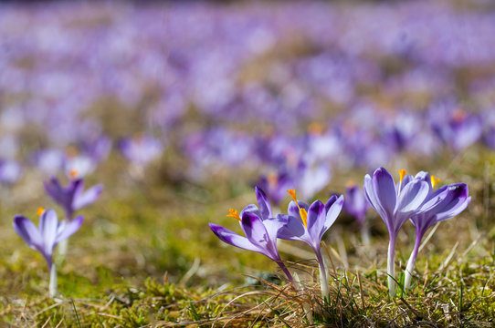 Fototapeta Purple crocuses on a meadow
