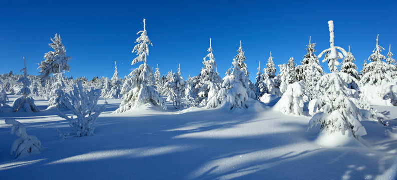 Untouched Wild Winter Landscape, Spruce Tree Forest Covered by Snow, bright sunshine, blue sky