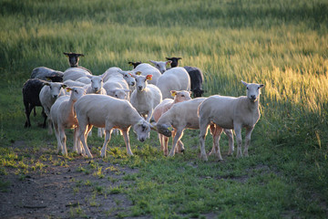 Obraz premium Sheep on the grass 2