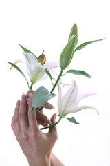 white lily in the hands
