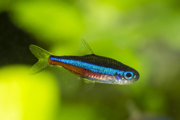 Neon Tetra blue freshwater fish.