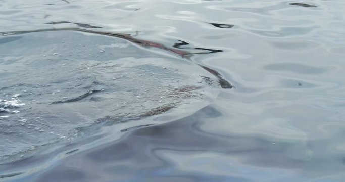 Dolphin close up