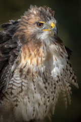 Close up portrait of a red tailed hawk fluffing its feathers in an upright vertical format