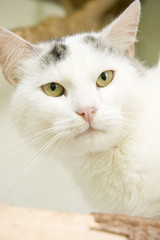 White and tabby cat with yellow eyes sitting and looking at you