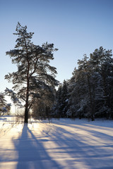 pine forest after a heavy snow storm on sunny winter day