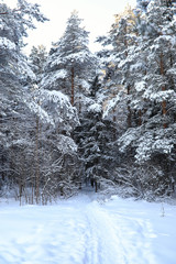 pine forest after a heavy snow storm on sunny winter day