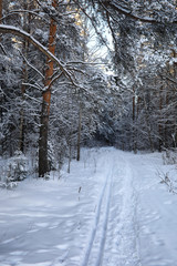 pine forest after a heavy snow storm on sunny winter day