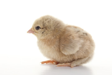 Small fluffy chickens