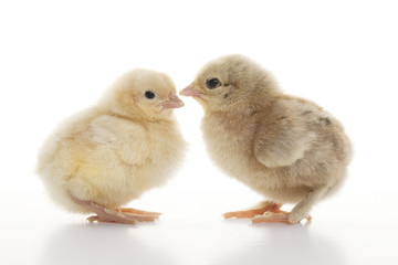 Small fluffy chickens