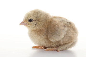 Small fluffy chickens