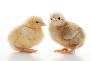 Small fluffy chickens