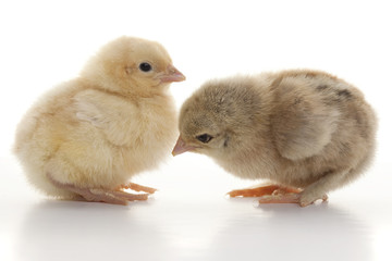 Small fluffy chickens