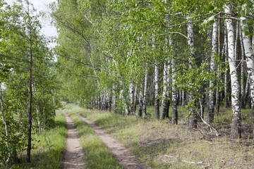 Summer in a birchwood