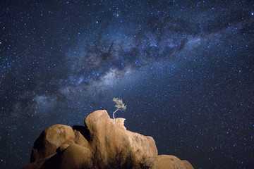 Tree on rock outcrop under Milky Way